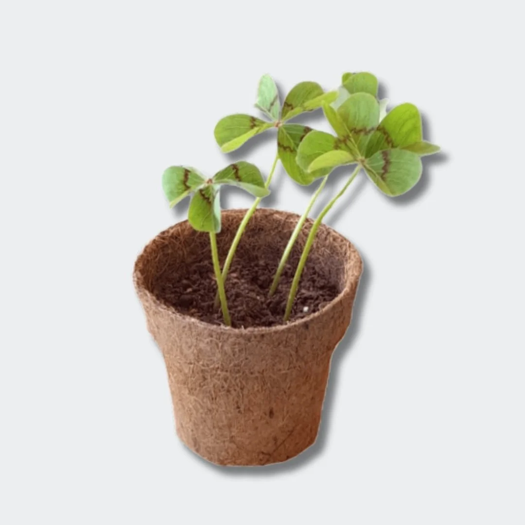 Lucky Clover (Trébol de 4 Hojas) - Imagen 3