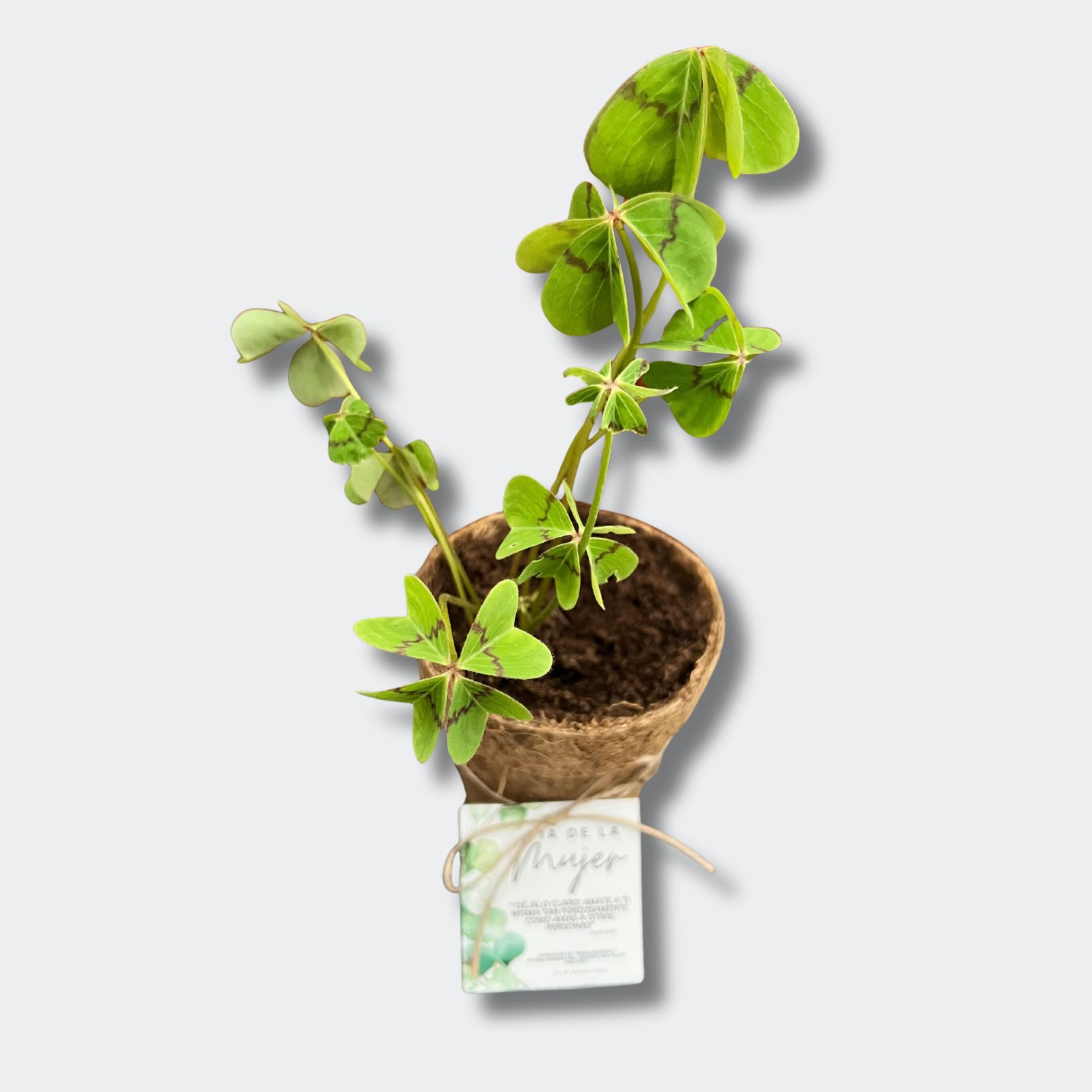 trébol de 4 hojas en macetero biodegradable
